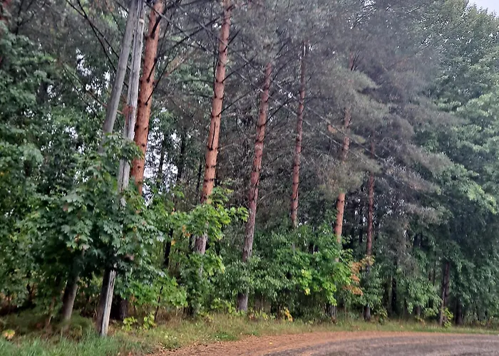 Niittytie Alexsandra Kuopio